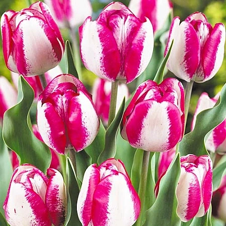 Тюльпан Hotpants (5 шт. в уп.)