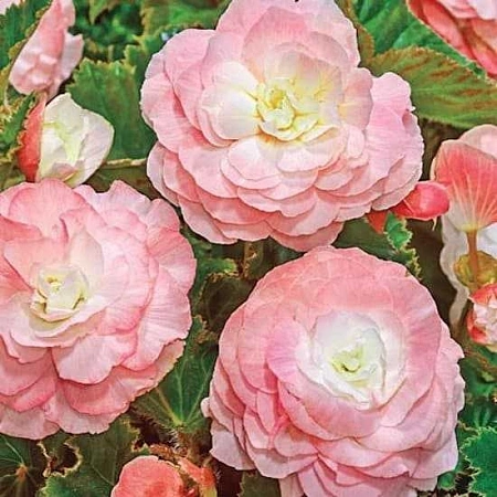 Бегония Wummi Apfelblute (Вумми Апфельблют) (2 шт. в уп.)