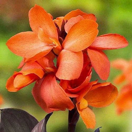 Канна Sol Happy Wilma (уп. 1 шт)