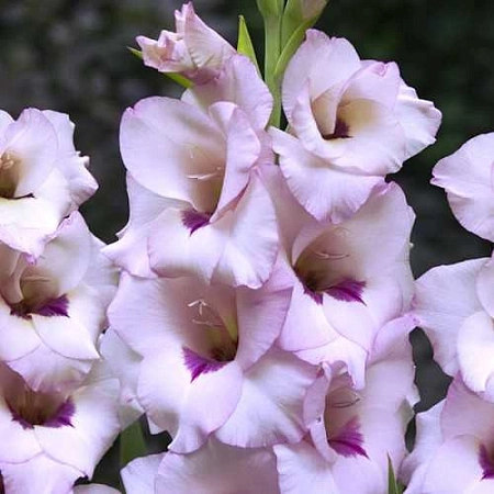 Гладиолус Condor Pasa (7 шт. в уп.)