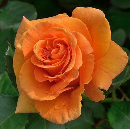 Роза флорибунда Вавум Роза флорибунда Вавум