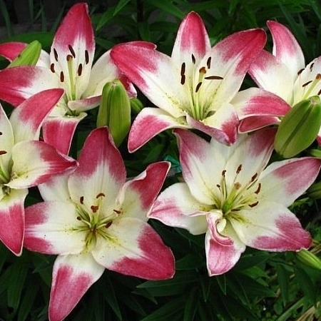 Лилия Lollypop (3 шт. в уп.)