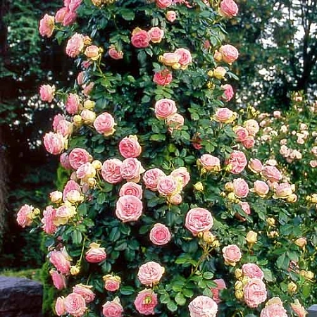 Роза плетистая Чаплинз Пинк (Chaplin's Pink) С3