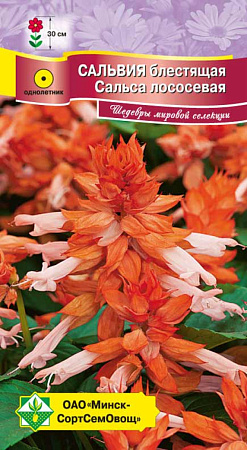 Сальвия блестящая Сальса лососевая, 10 шт (МССО) Сальвия блестящая Сальса лососевая, 10 шт (МССО)