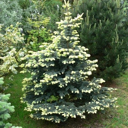 Ель колючая Белобок 30-40 см