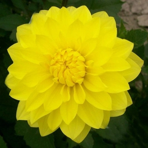 Георгина American Sun Георгина American Sun