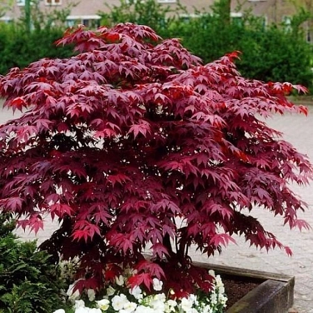 Клен пальмолистный Atropurpureum 60-100 см