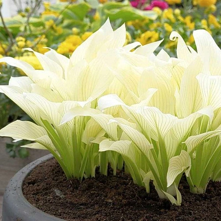 Хоста White Feather (уп. 1 шт)