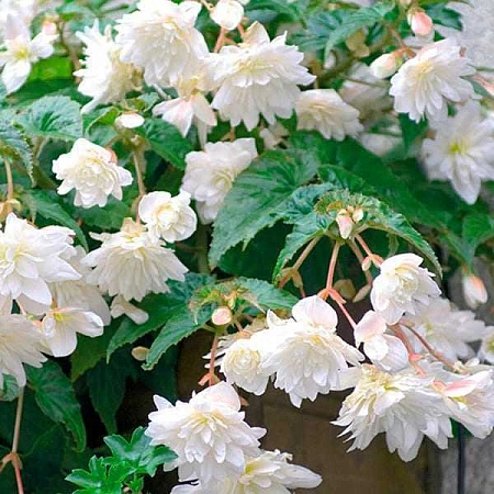 Бегония Illumination White (2 шт. в уп.) Бегония Illumination White (2 шт. в уп.)