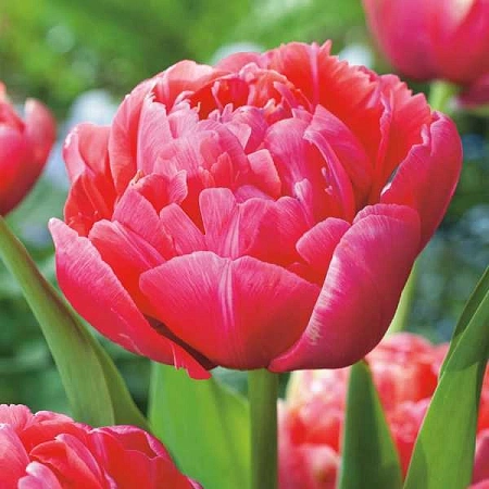 Тюльпан Renown Unique (8 шт. в уп.)