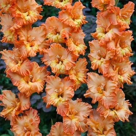 Гладиолус Princess (5 шт. в уп.)