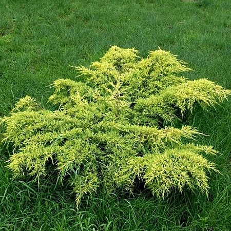 Можжевельник Голд Кост (Gold Coast) средний С3 40 см