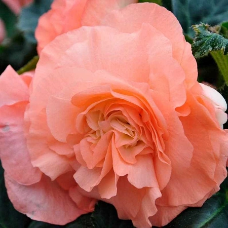 Бегония Picotee Pastel Salmon (уп. 2 шт)