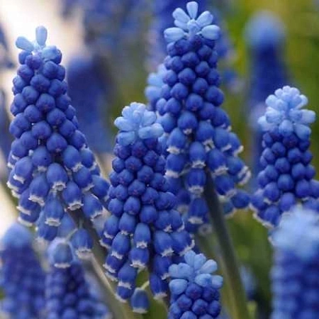 Мускари Dark Eyes (8 шт. в уп.)