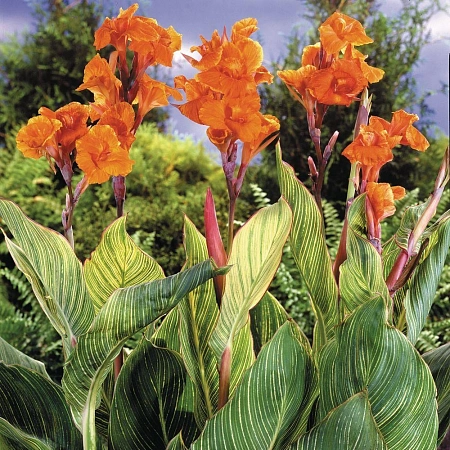 Канна Pretoria Канна Pretoria