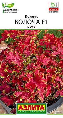 Колеус Колоча F1 Роуз, 5 шт (Аэлита) Колеус Колоча F1 Роуз, 5 шт (Аэлита)