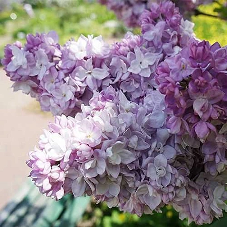 Сирень Катерина Хавемейер (Katherine Havemeyer) С2