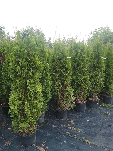 Туя Смарагд (Smaragd) западная 140-160 см Туя Смарагд (Smaragd) западная 140-160 см