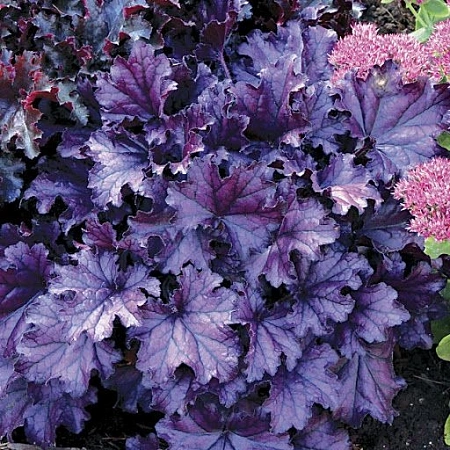 Гейхера Forever Purple