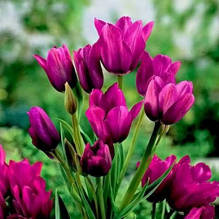 Тюльпан Night Club