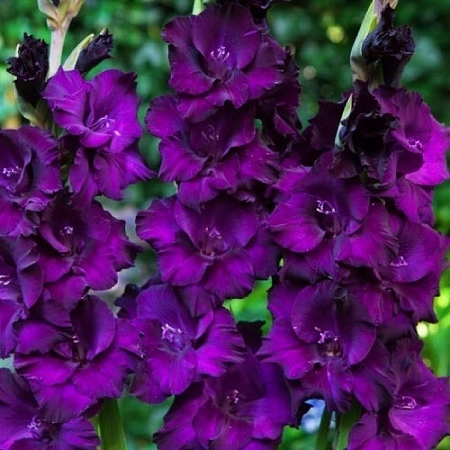 Гладиолус Mombasa (5 шт. в уп.)