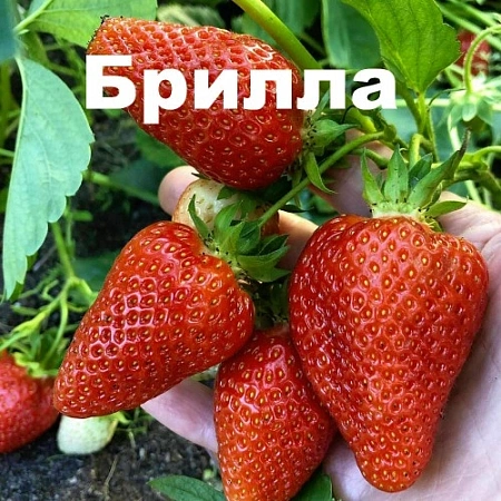 Клубника Брилла