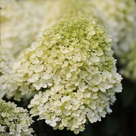 Гортензия Бобо (Bobo) метельчатая Р9