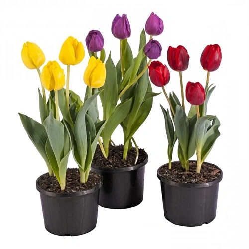 Тюльпаны в горшке С5 ассорти Тюльпаны в горшке С5 ассорти