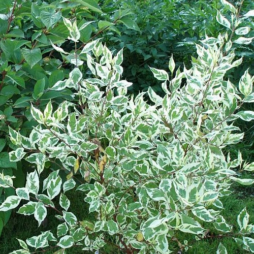 Дерен Elegantissima 40-60 см Дерен Elegantissima 40-60 см