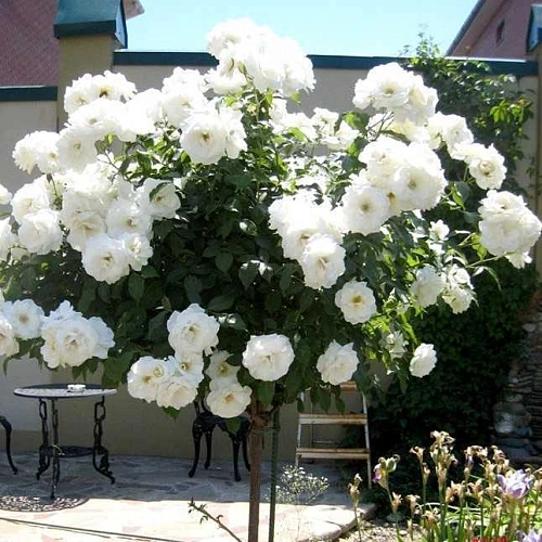 Роза на штамбе Артемис (Artemis) флорибунда Роза на штамбе Артемис (Artemis) флорибунда