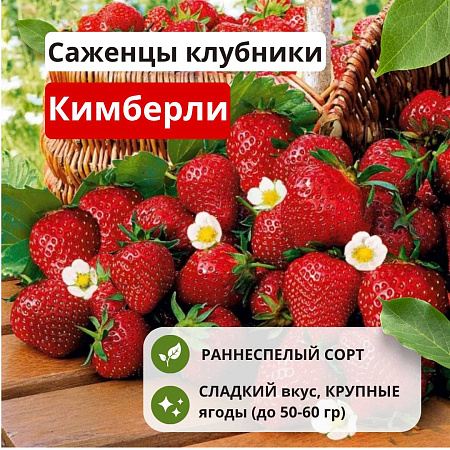 Клубника Кимберли