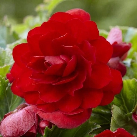 Бегония Double Red (уп. 2 шт)