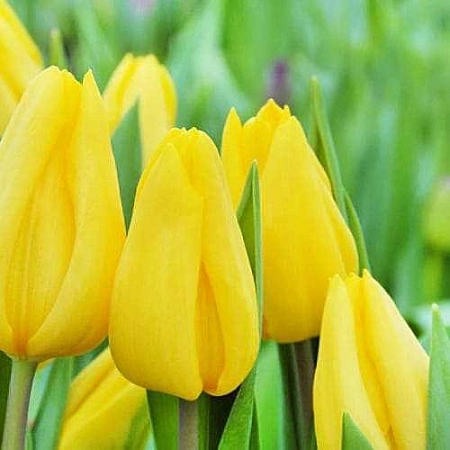 Тюльпан Strong Gold (5 шт. в уп.)