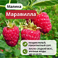 Малина Маравилла ремонтантная С3 Малина Маравилла ремонтантная С3