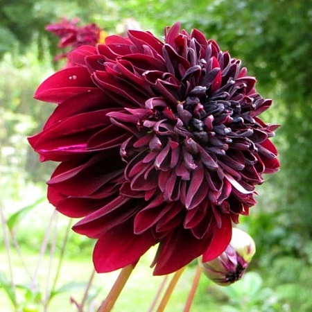 Георгина Anemone Flowering Soulman