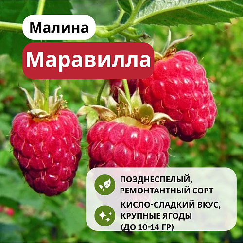 Малина Маравилла ремонтантная С3 Малина Маравилла ремонтантная С3