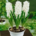 Гиацинт комнатный White Pearl Гиацинт комнатный White Pearl