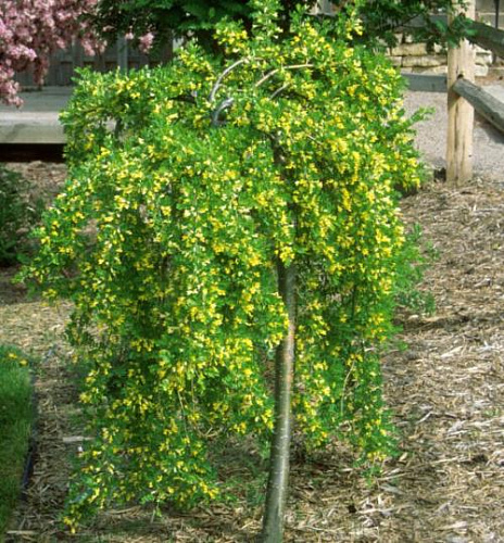 Карагана древовидная Walker на штамбе 150 см Карагана древовидная Walker на штамбе 150 см