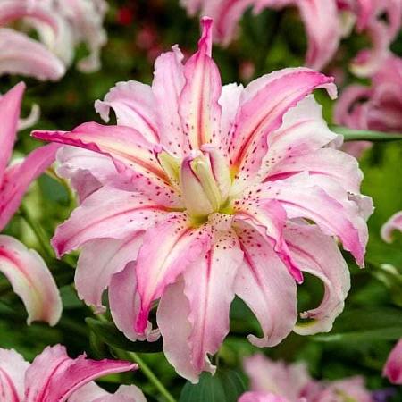 Лилия Broken Heart (уп. 1 шт)