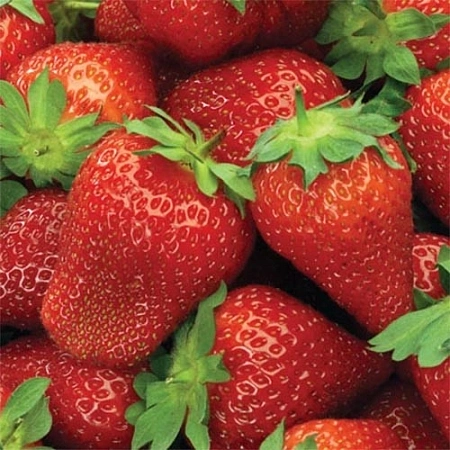 Клубника Роксана Клубника Роксана