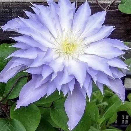 Клематис Тирислунд Клематис Тирислунд