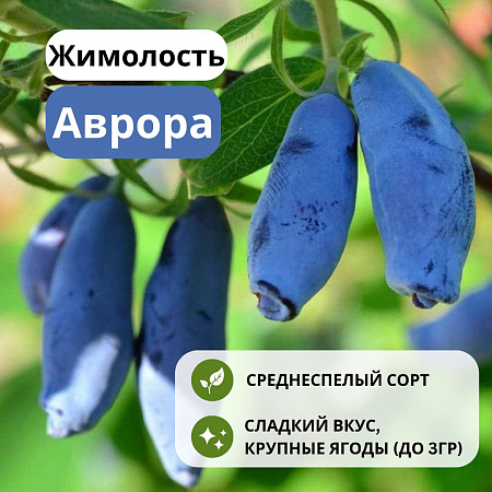 Жимолость Аврора съедобная С3 Жимолость Аврора съедобная С3