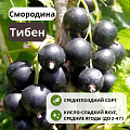 Смородина Тибен черная С3 Смородина Тибен черная С3