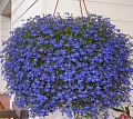 Рассада лобелии Рассада лобелии