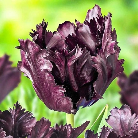 Тюльпан Frozen Night (5 шт. в уп.)