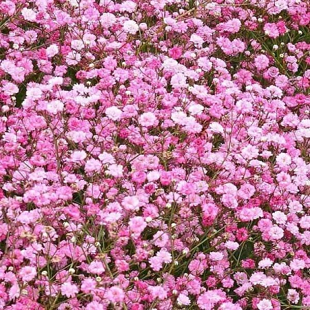 Гипсофила Pink (уп. 2 шт)