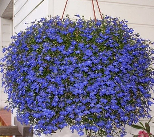 Рассада лобелии Рассада лобелии