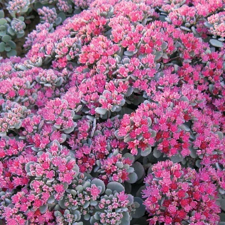 Очиток (Седум) Лидакенс (Lidakense) наутесный