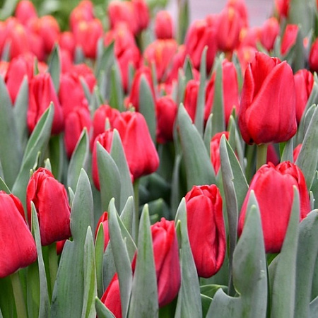 Тюльпан Ile de France (5 шт. в уп.)