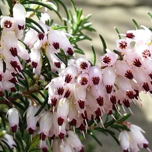 Эрика Jenny Porter дарленская Эрика Jenny Porter дарленская